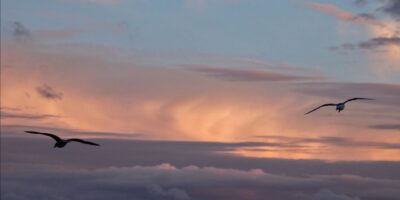 Due gabbiani volano alti nel cielo durante il tramonto a Saint-Malo